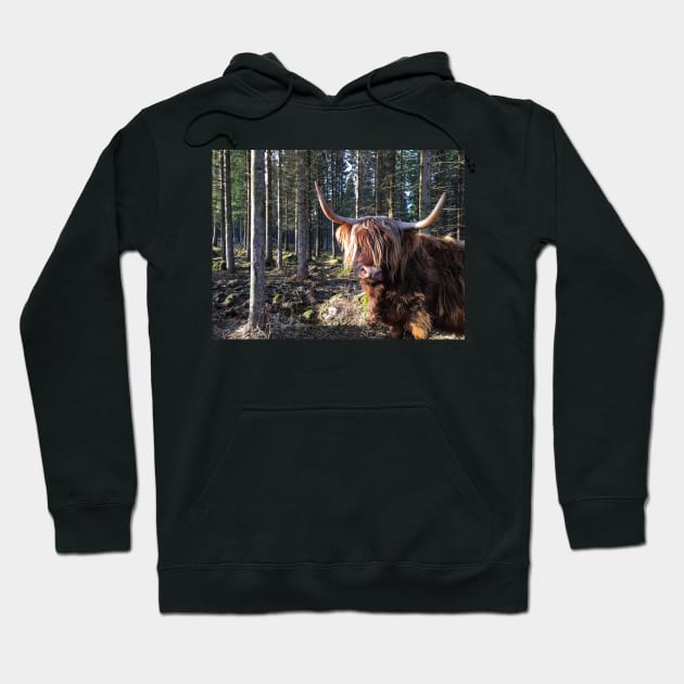 Scottish Highland Cattle Cow 2353 Hoodie by SaarelaHighland